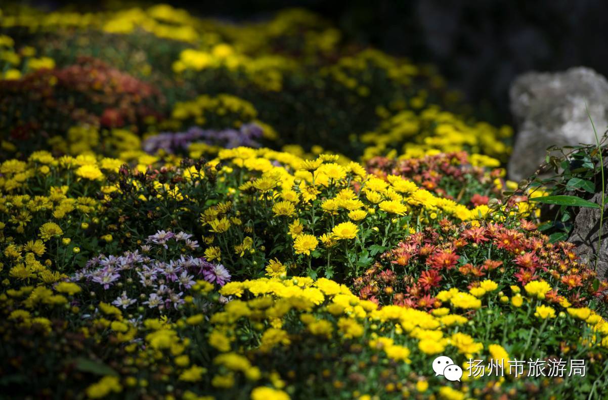 深秋微雨,扬州人特别喜欢的这种花开得最灿烂