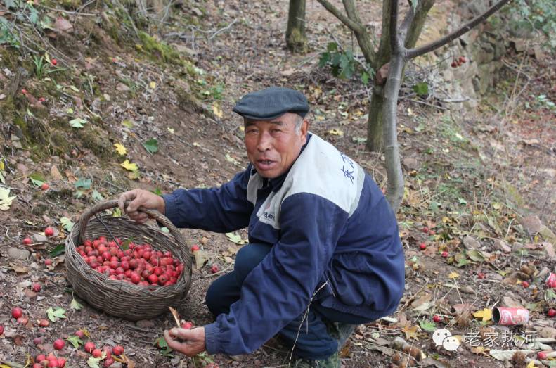 红果有多少人口_金星怎么开花 泰安山楂树苗 大金星