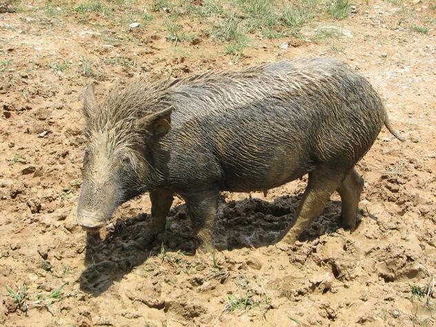 在华南最大野猪基地看5千头野猪如何驯养