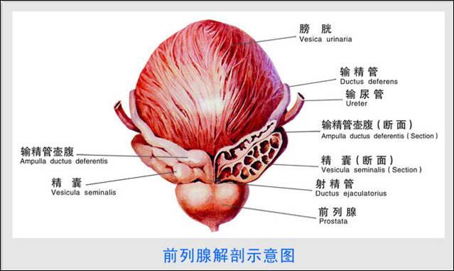 前列腺本人 系统解剖学课堂上:老师说:肾长得就是蚕豆样.