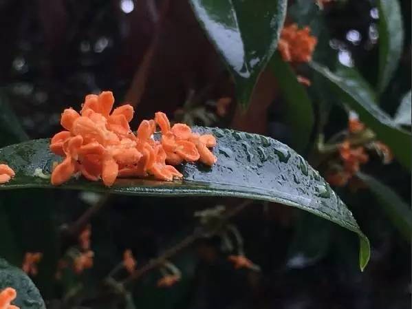 赏过桂花美闻过桂花香这才是秋天应有的样子