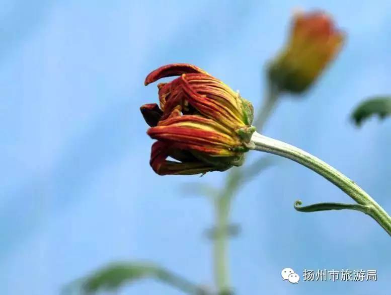 深秋微雨,扬州人特别喜欢的这种花开得最灿烂