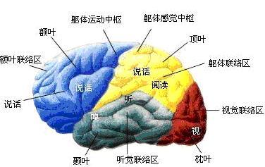 首先我们来看看大脑结构图