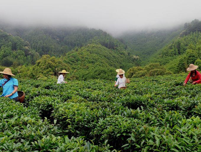 "梧州六堡茶"公共品牌形象设计征集