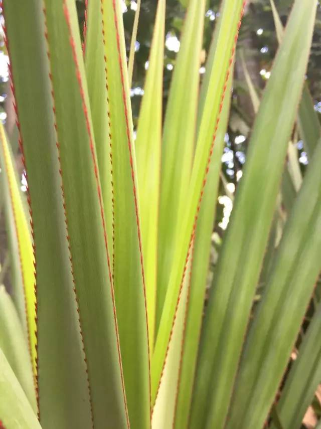 兴隆热带植物园植物星探——红刺露兜