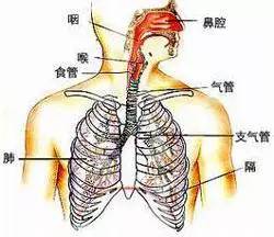 人口呼吸是吸还是呼_人口普查