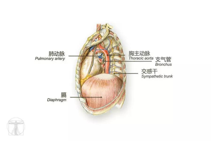 图/覃曦 文/于诗源图中所示为胸腔中心脏周围的结构层次,即解剖学中所