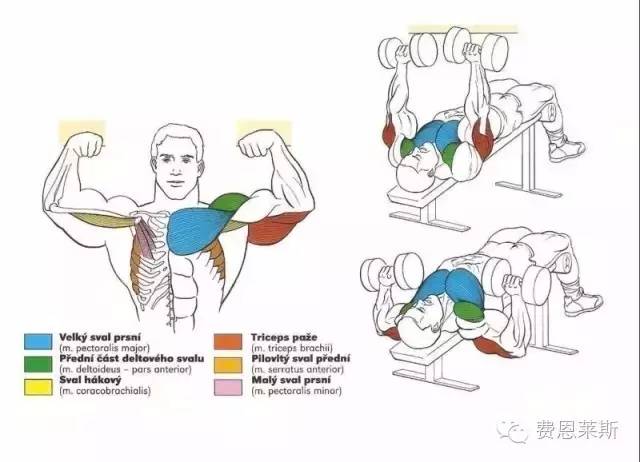 全身肌肉训练示意图,太全了必须收藏!