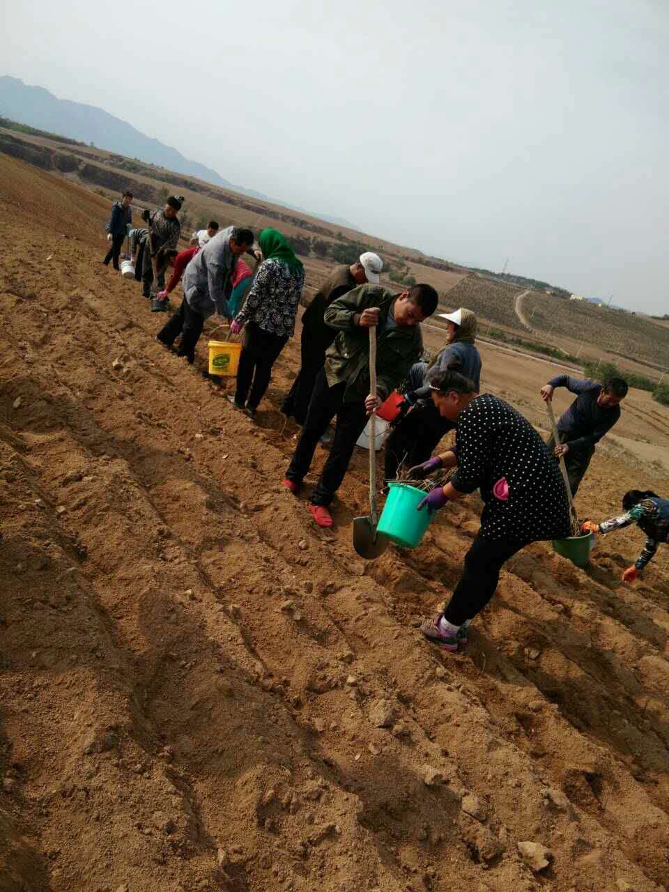 绥中县宽邦镇宽邦村油用牡丹沙土地栽植现场