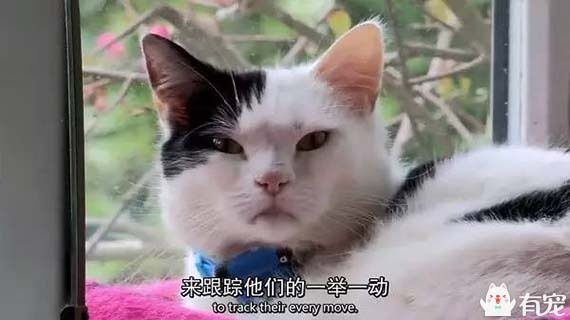 母猫电影