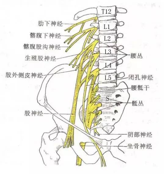 在椎间孔内由前根和后根组成腰神经,腰l～4的椎间神经节位于椎间孔内