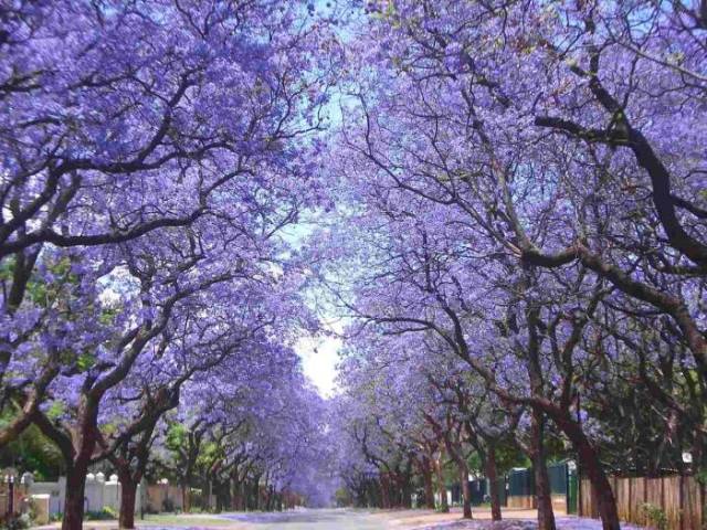 蓝花楹浪漫席卷澳洲 一起走进紫色仙境