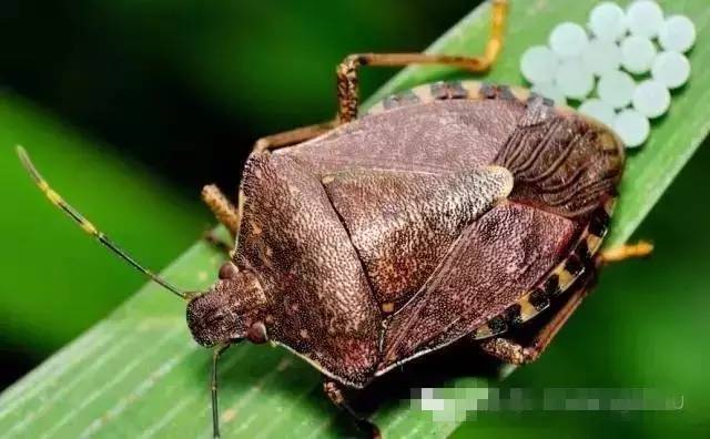 然而这种虫子在《本草纲目》上被称为"九香虫",对于腰膝酸软乏力