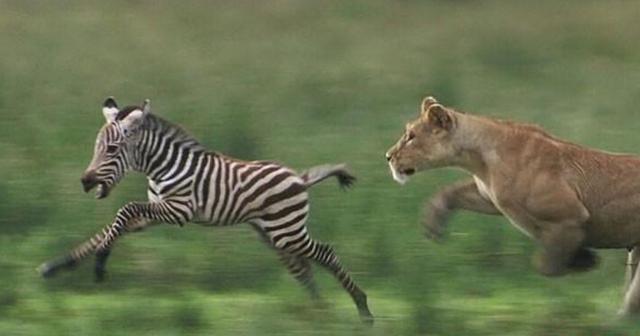 生命不能承受之恐惧,狮子捕猎小动物瞬间,这速度