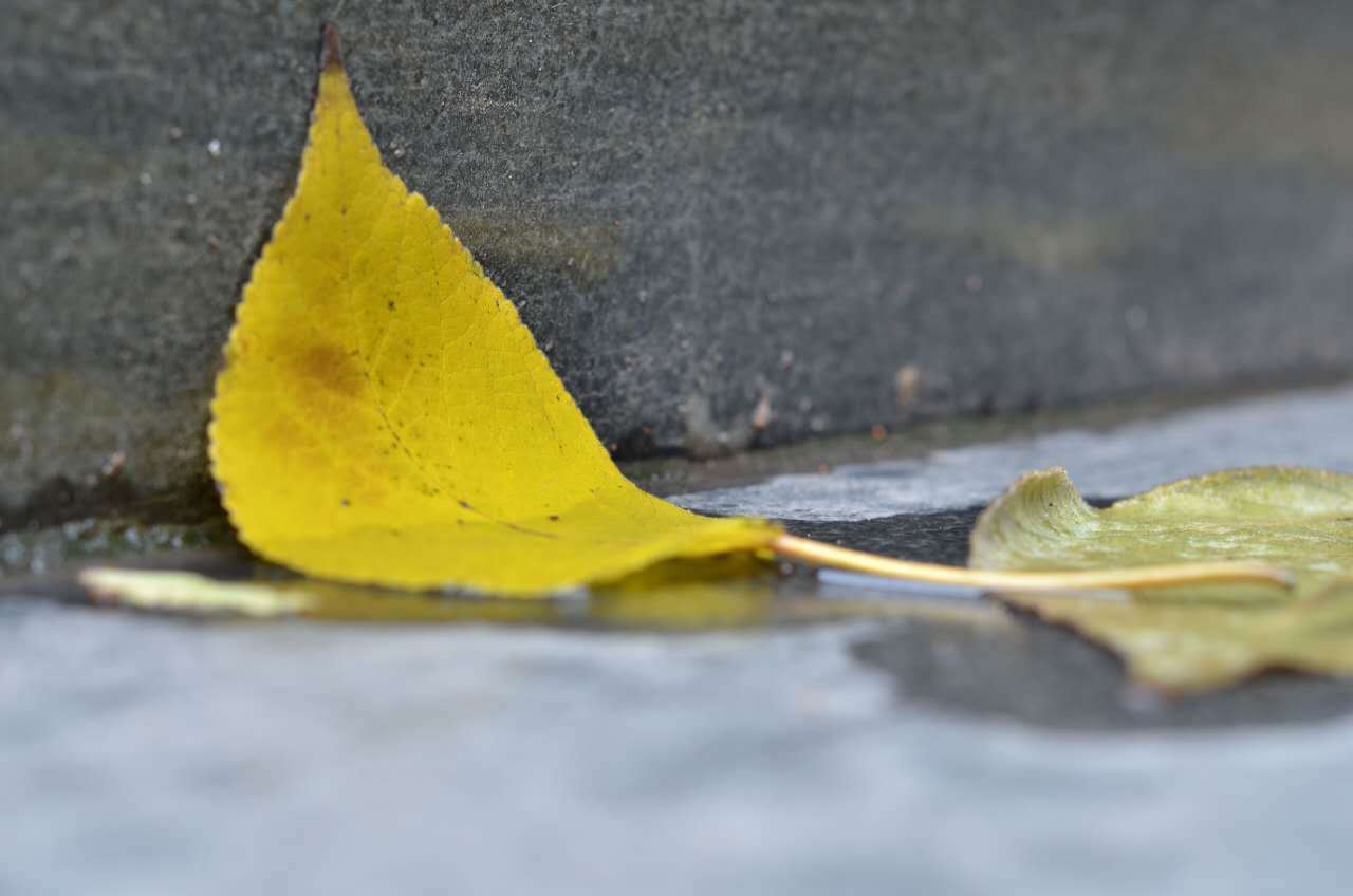 雨后的落物原来也可以这么好看