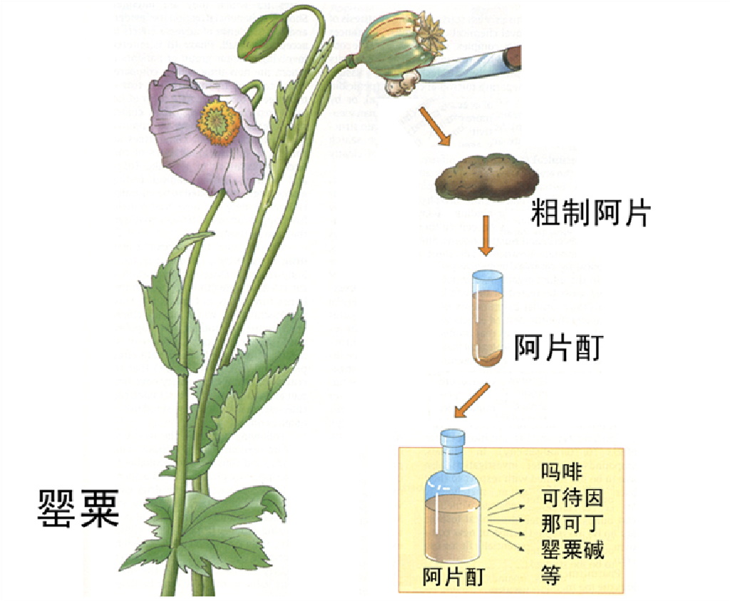 阿片类药品是从罂粟中提取