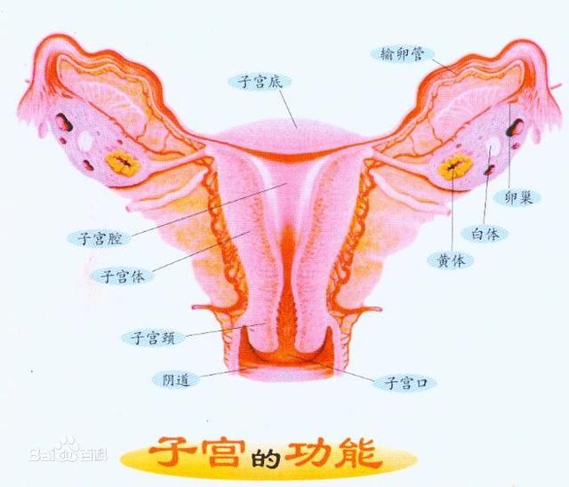 导致子宫沿着阴道向下移位,子宫可以从正常位置沿阴道下降子宫颈外口