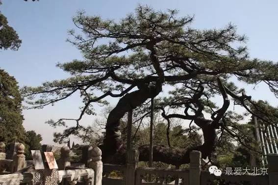 三大戒坛中名列首位 其余两座为泉州开元寺,杭州昭庆寺 戒台以松名