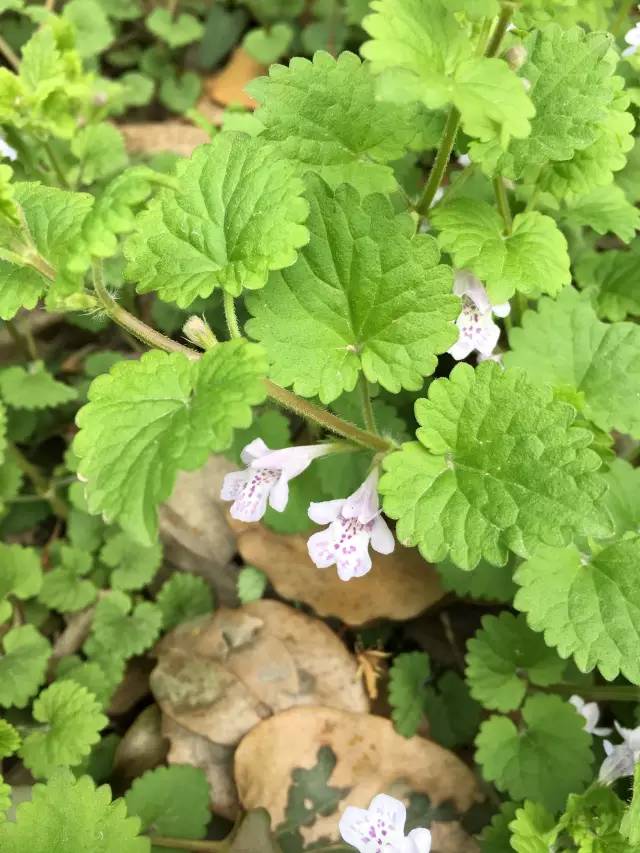 【神农本草--常见药用植物赏析】虎耳草&虎杖&活血丹&杭白菊