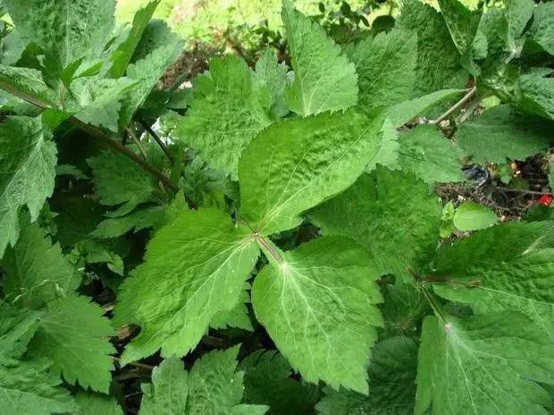 55,野芹菜 又名毒芹,白头翁,毒人参,芹叶钩吻,斑毒芹,全棵有毒,根的