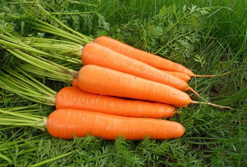 为什么说生吃胡萝卜可以减肥,原理是什么。_健