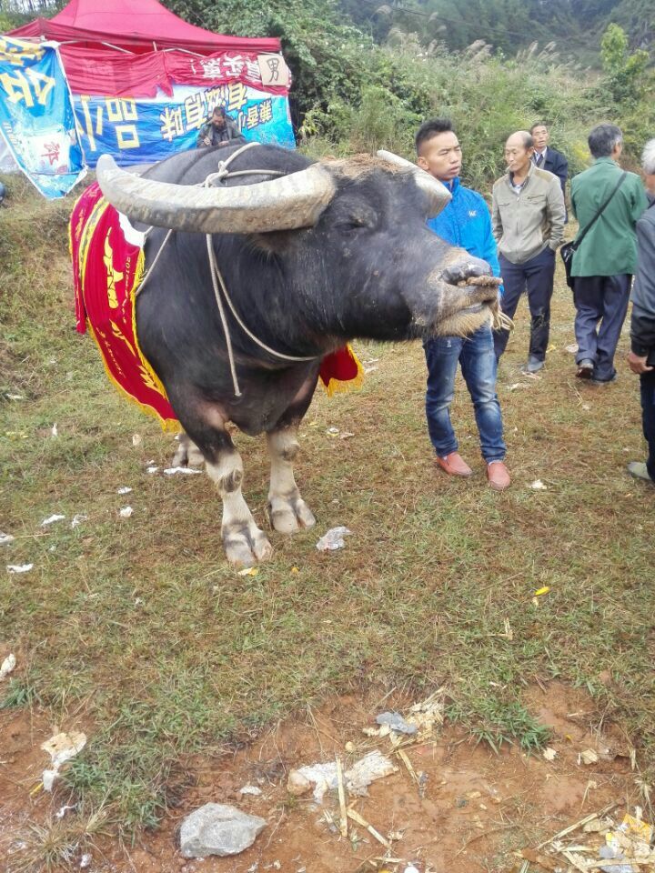 来者都是王,各路牛王奔赴中国最美小城——雷山,备战2016中国雷山苗年