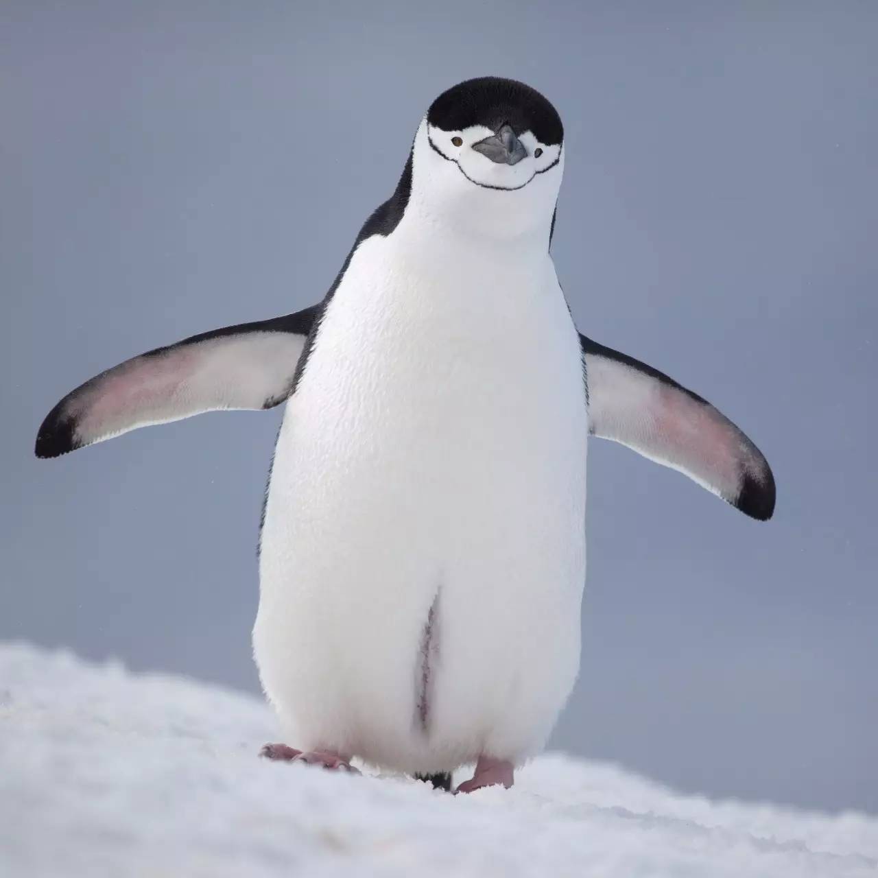 巴布亚企鹅的适应能力非常强,头上有白色条纹.