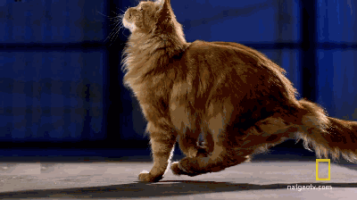 科技 正文  研究表明成年猫咪能跳到超越自己身长的5-6倍那么高(远)