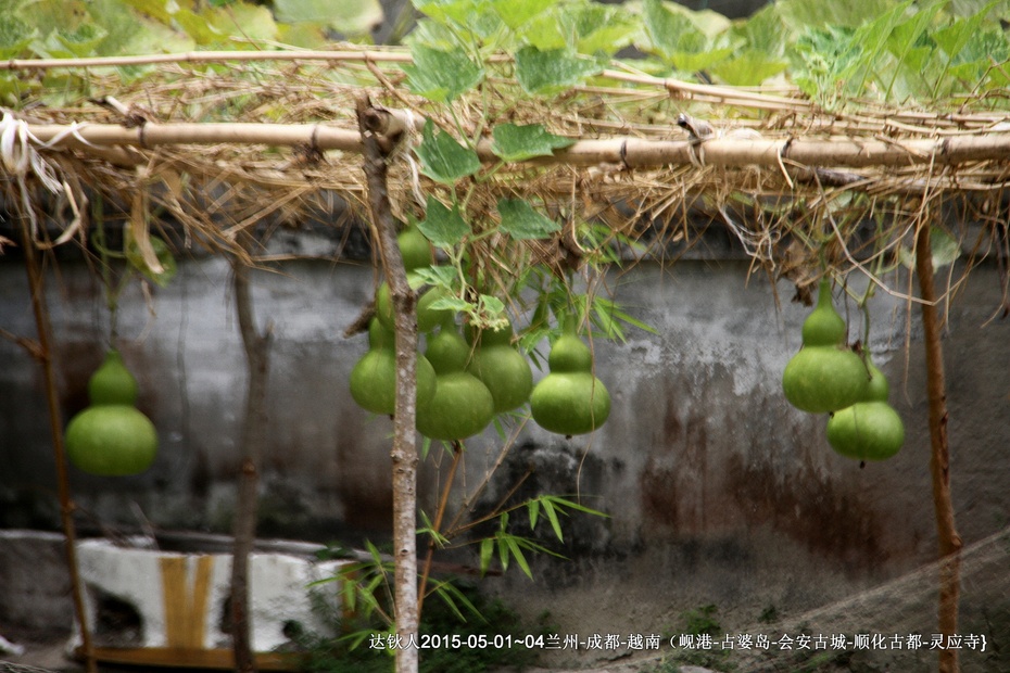 只因架葫芦 乡情满眼帘