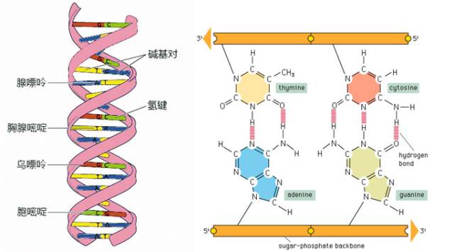 dna双螺旋结构模型