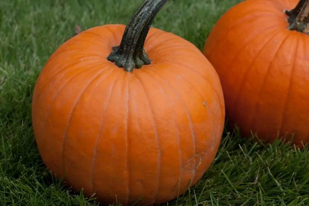 Old Fashioned Pumpkin Pie Recipes: Timeless Delights for Thanksgiving