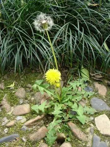 【神农本草--常见药用植物赏析】蒲公英&七叶一枝花&日本金腰&芍药