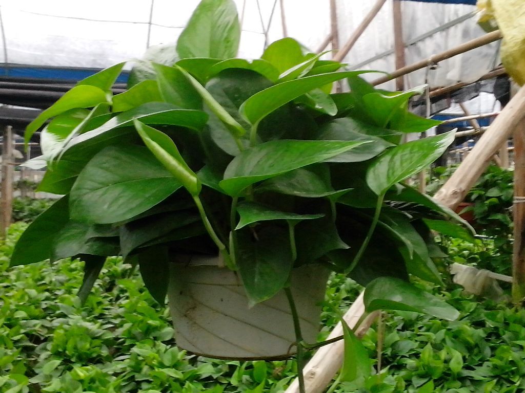 绿萝的养殖方法和注意事项 这些方法可以使植物更加有生命力_伊秀视频|yxlady.com