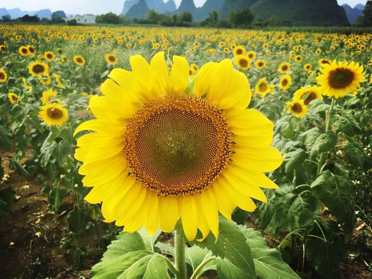 广西最美的8大花海全在这里了,光看图已醉,秒杀朋友圈