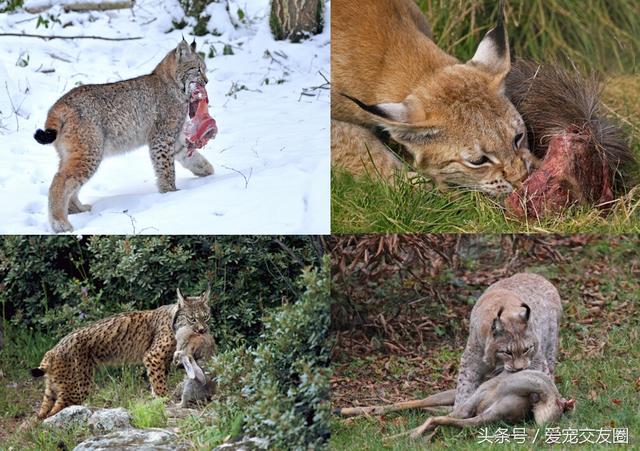 中型猛兽外形似猫而非猫罗马尼亚的国兽