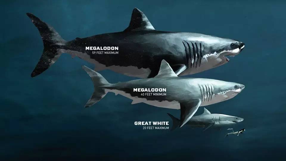 巨齿鲨最大尺寸(18米)-巨齿鲨最小尺寸(12米)-大白鲨最大尺寸(6米)