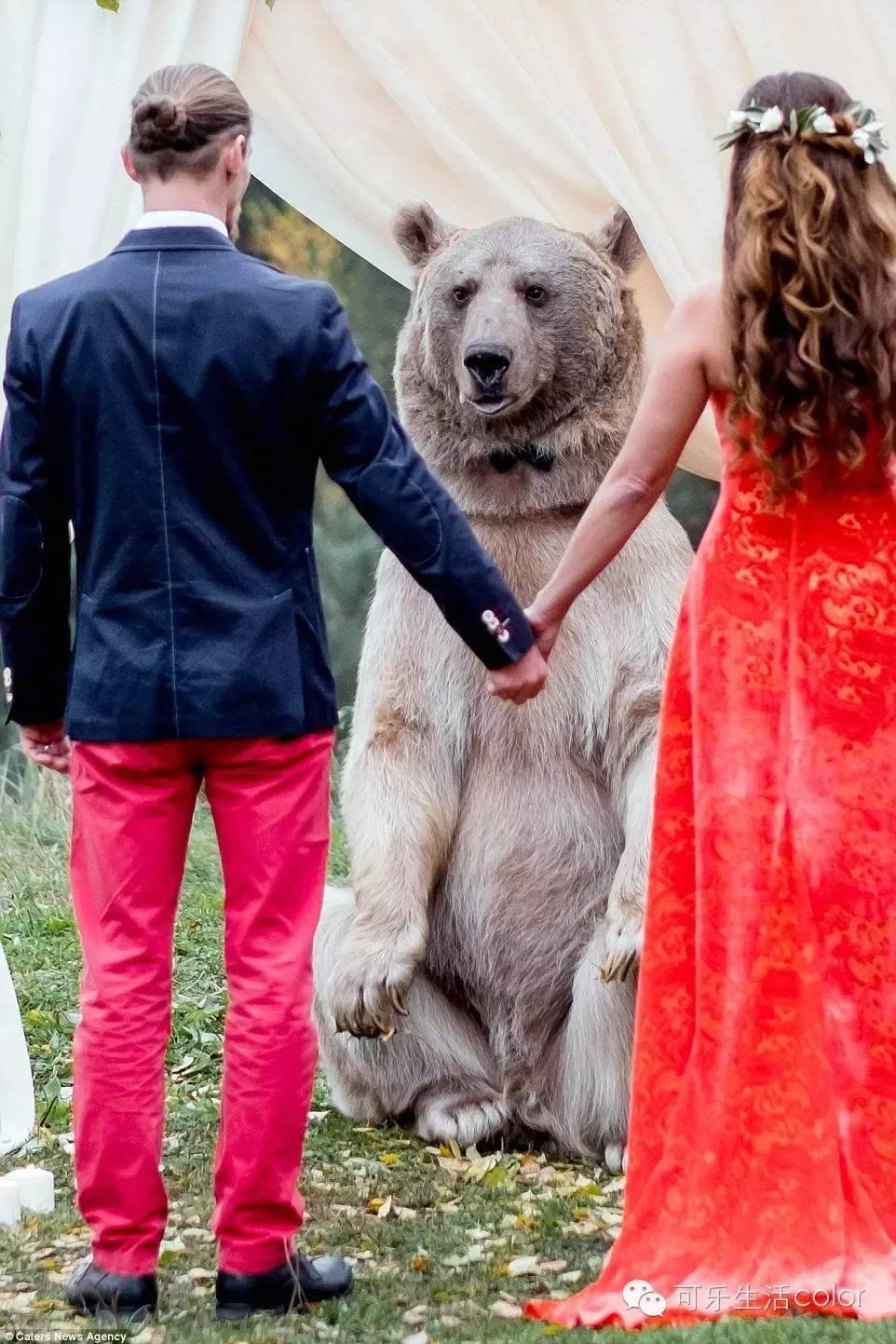 俄罗斯一对新人结婚 佢地邀请到梦想中噶证婚人 一只体型硕大的棕熊