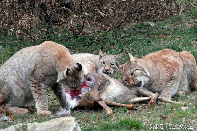 猞猁属,哺乳纲别名:欧亚猞猁,林曳,猞猁狲,马猞猁,山猫,野狸子小萝莉