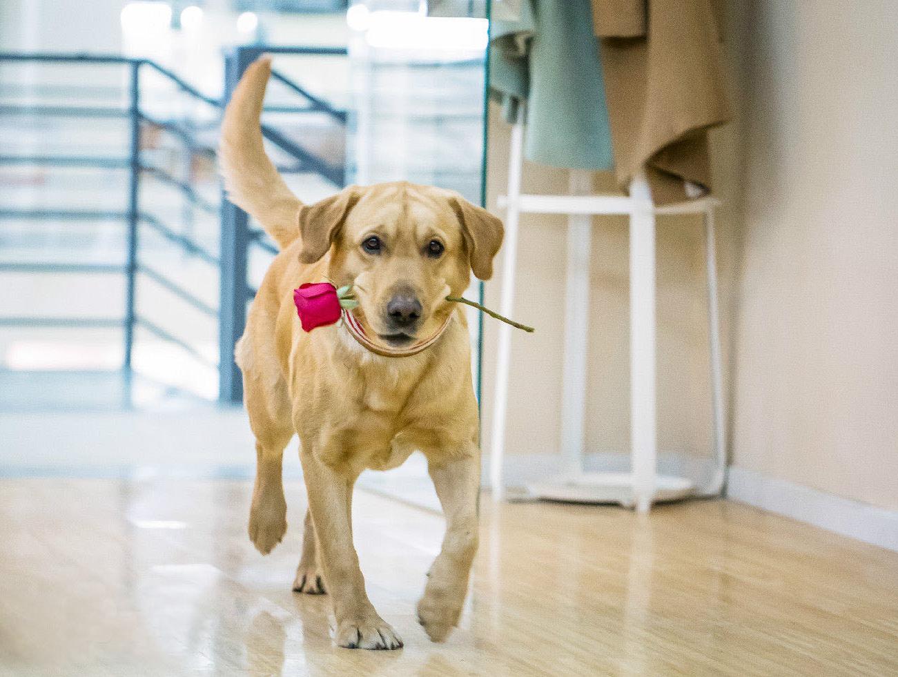 神犬小七简谱_神犬小七前奏简谱