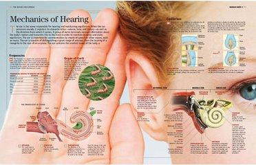 人工耳蜗:通往有声世界的桥梁