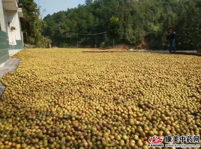 产地快讯,湖北省襄樊市油茶籽产新