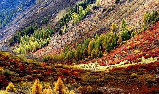 阿坝县有多少人口_众多国家级风景 遗落在阿坝的外星秘境,神仙居住的避世古(2)