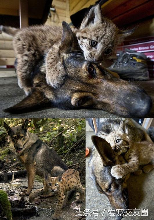 别名:欧亚猞猁,林曳,猞猁狲,马猞猁,山猫,野狸子 耳壳和笔毛能够随时