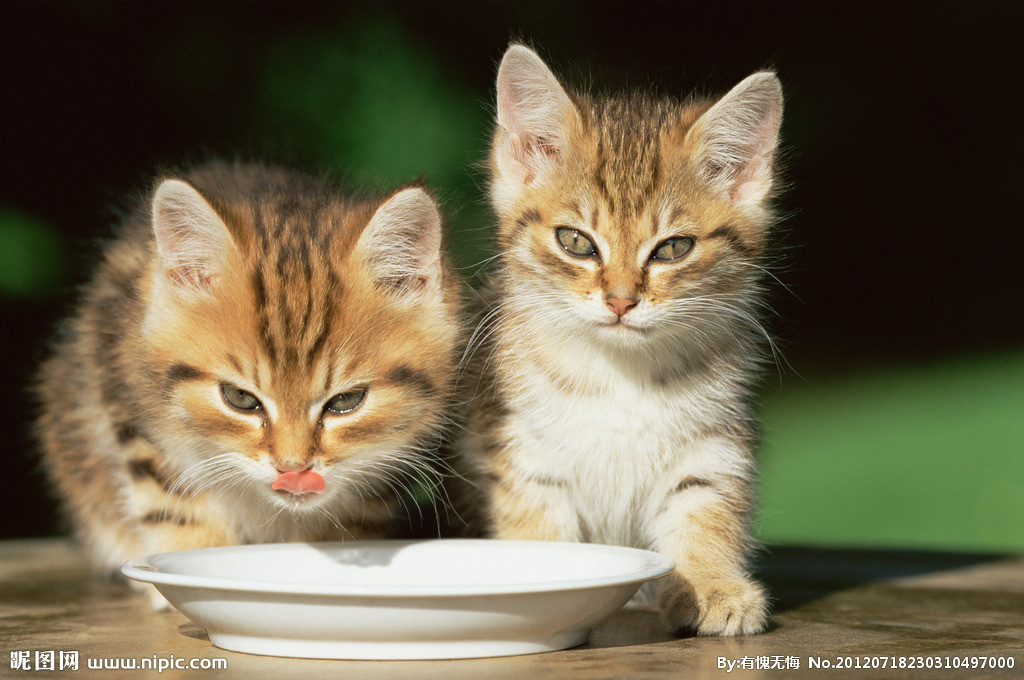 幼猫可以吃成猫猫粮吗?或成年猫能吃幼猫猫粮