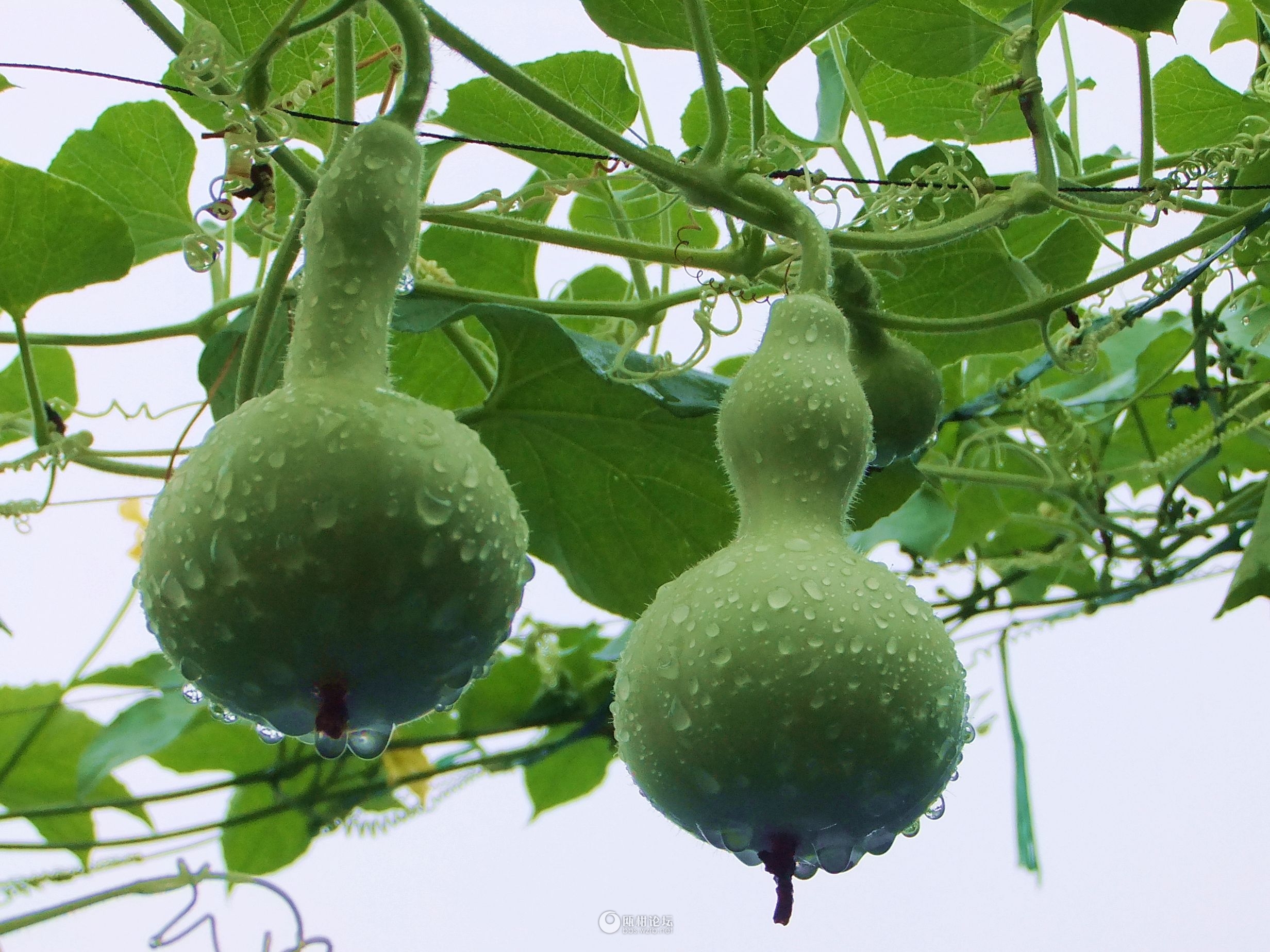 农村的白瓜叫什么,蔬菜白瓜图片,100种瓜类图片_大山谷图库
