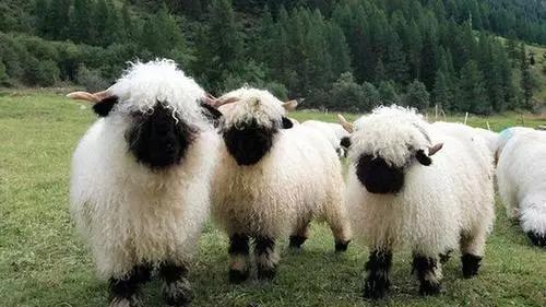 羊其实是牛科的,羊的九个冷门知识