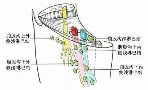 颈部淋巴结位置