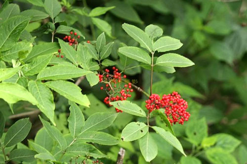 别名九节风,续骨草,木蒴(shuò)藋(diào )等.4-5月开花,7-9月果熟.