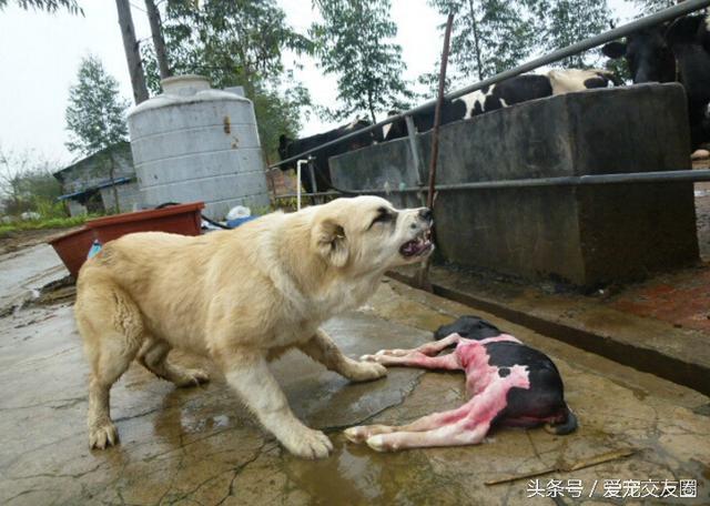 最古老的的獒犬之一，勇猛无畏的中亚牧羊犬