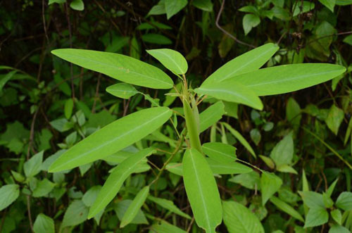 中药名接骨草,又名白龙骨,冷坑青,冷坑兰,娱蚣七,枵(xiāo)枣七等.